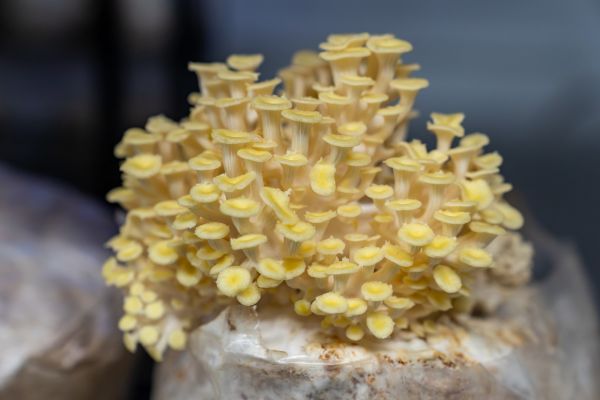 Goldgelbe Seitlinge aus unserer Kultivierung – Foto: Markus Wolf / Geopark Ries kulinarisch