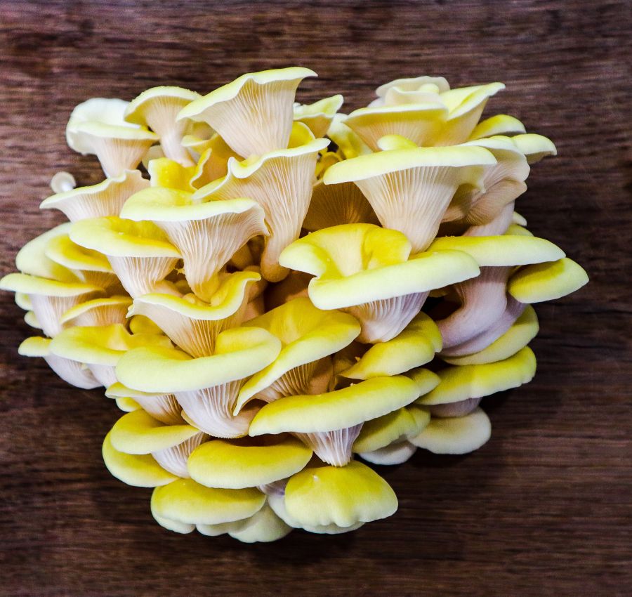 Gourmetpilze von Kraterpilze
